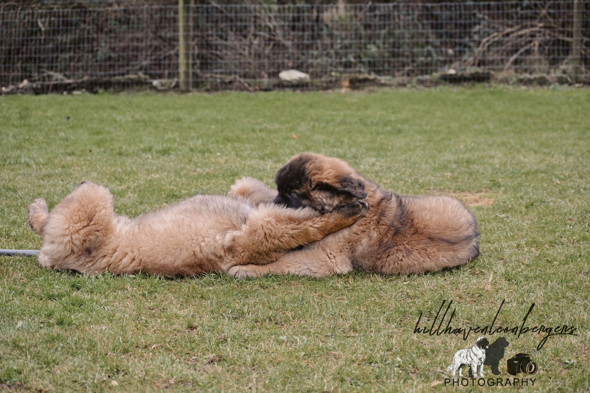 Two large, fluffy brown dogs rolling on green grass in front of a chain-link fence.