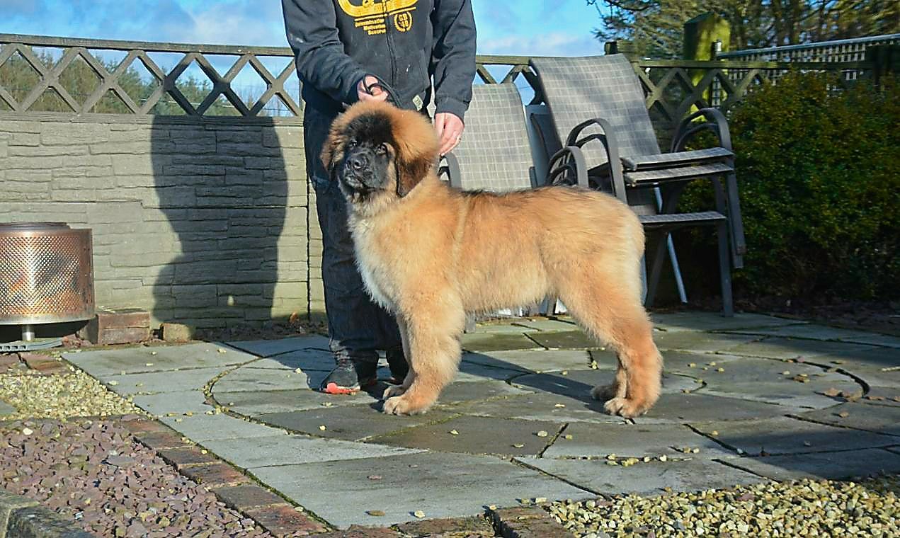 A brown Leonberger dog stands on a patio with a person holding its leash in front of a fence and chairs.