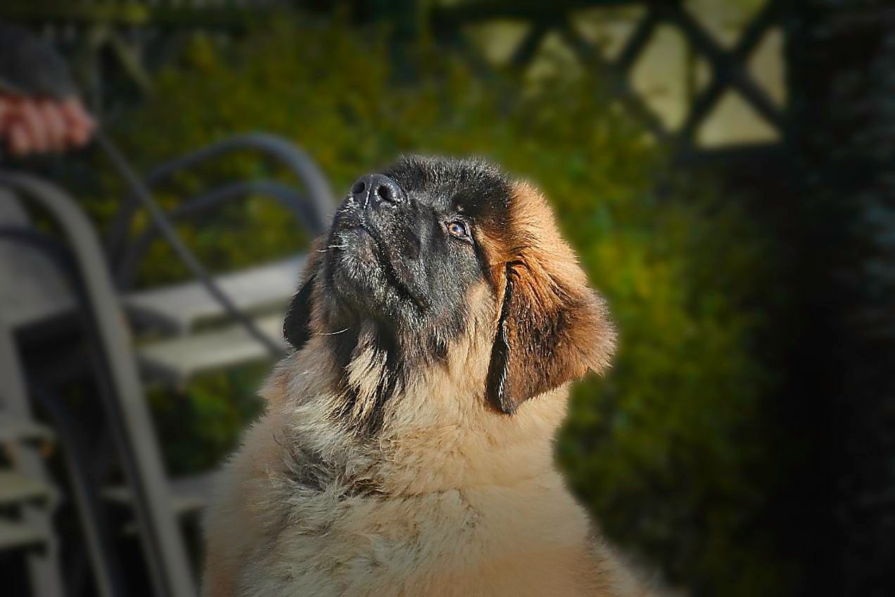 A tan and black dog looking upwards in a sunny outdoor setting.