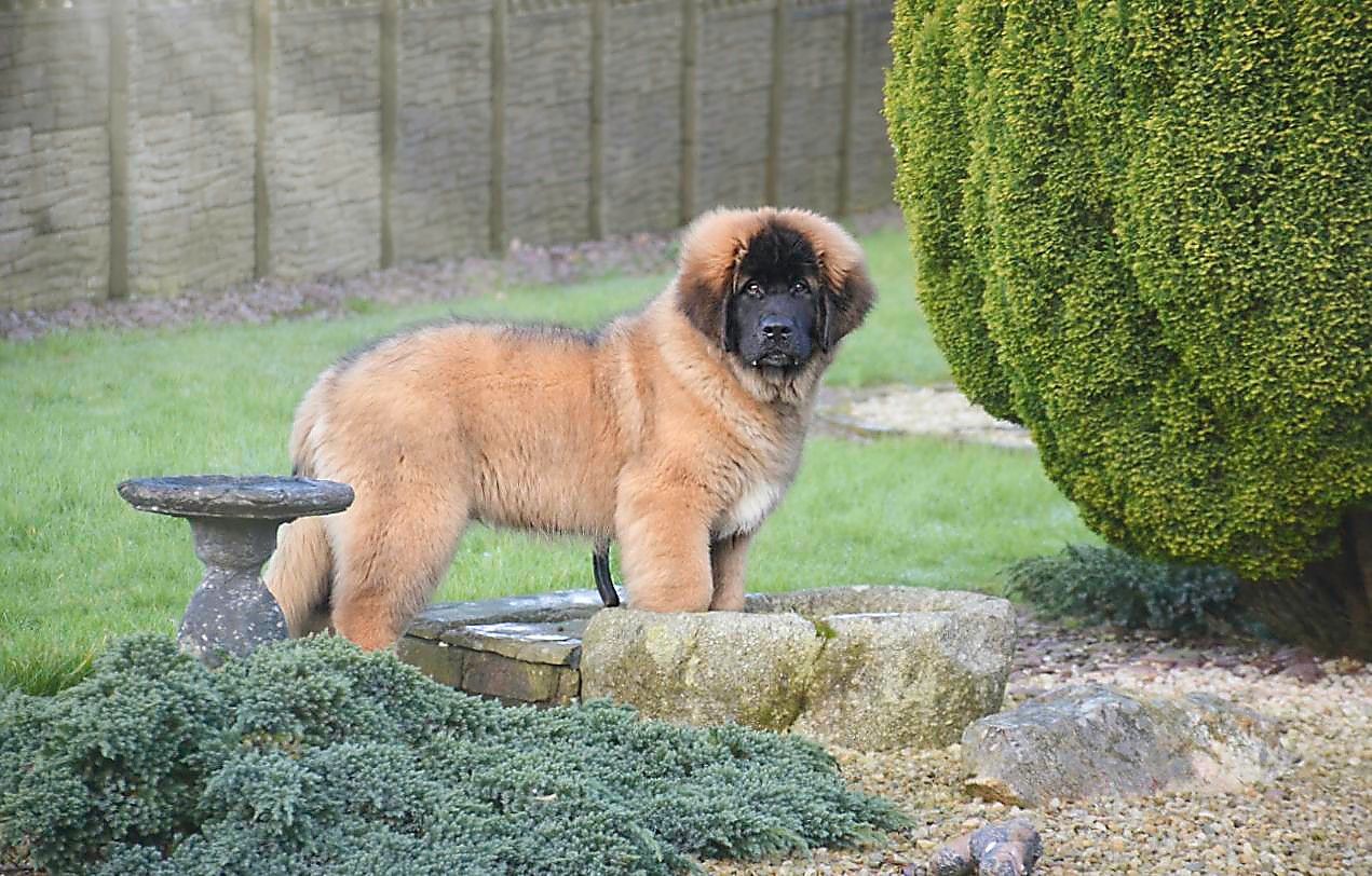 Fluffy, brown Leonberger puppy standing in a stone birdbath in a garden.