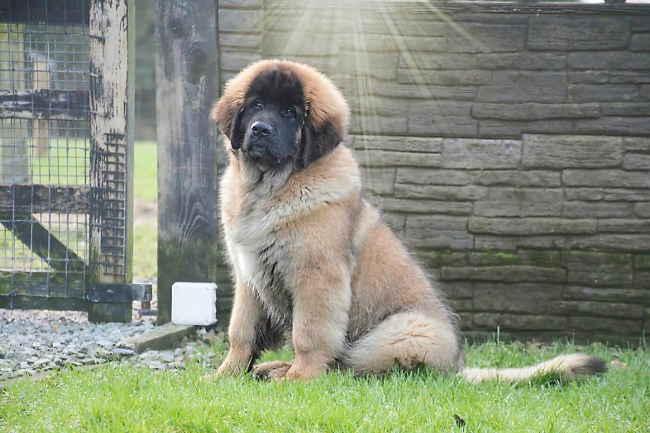 Large, fluffy brown dog sitting on grass near a fence and stone wall.