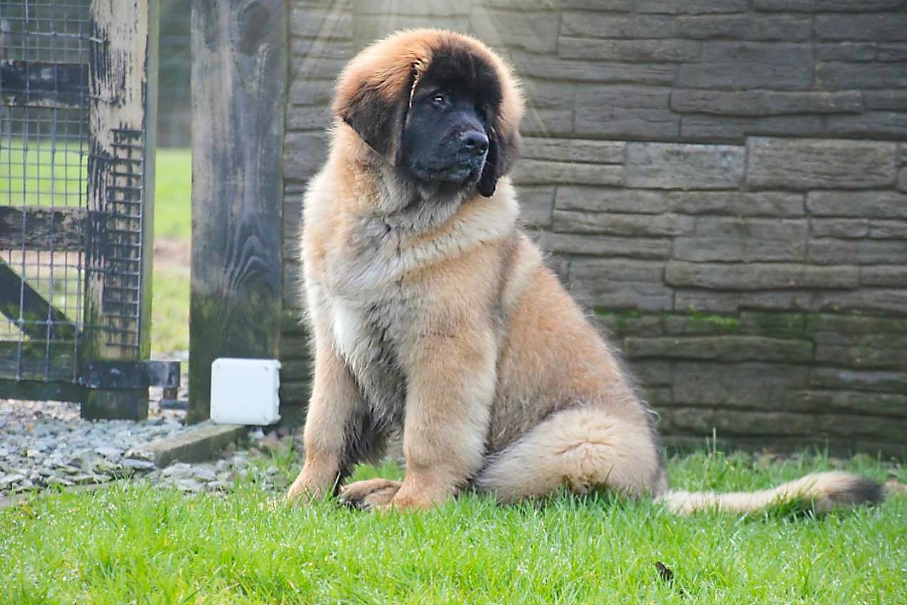 A large, light brown Leonberger dog sits on green grass in front of a stone wall and fence.