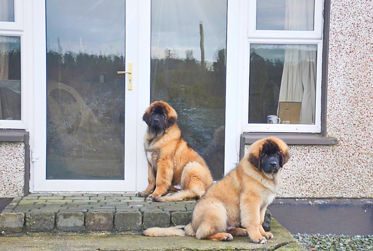 Two brown dogs sit on steps near a white door, facing the viewer.