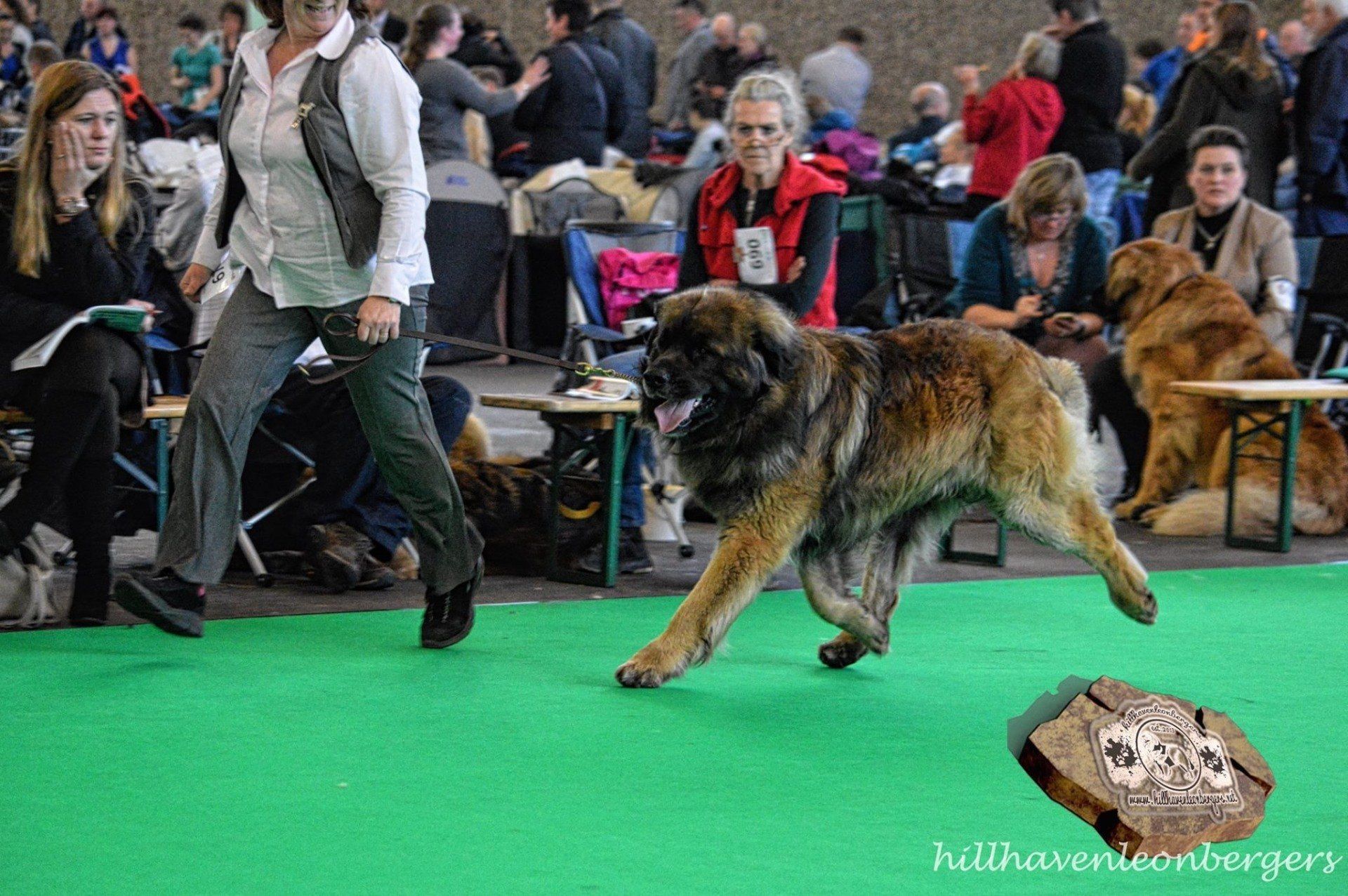 Hillhavenleonbergers leonbergers