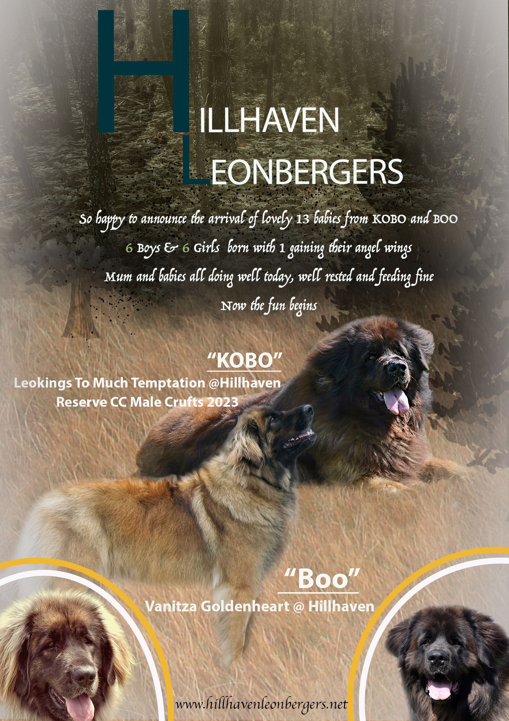 Hillhavenleonbergers leonbergers