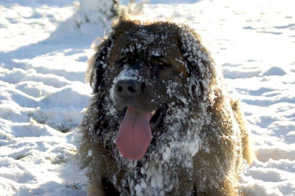 Hillhavenleonbergers leonbergers