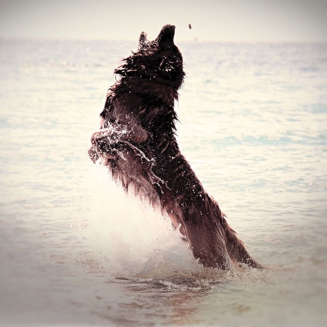 Hillhavenleonbergers leonbergers