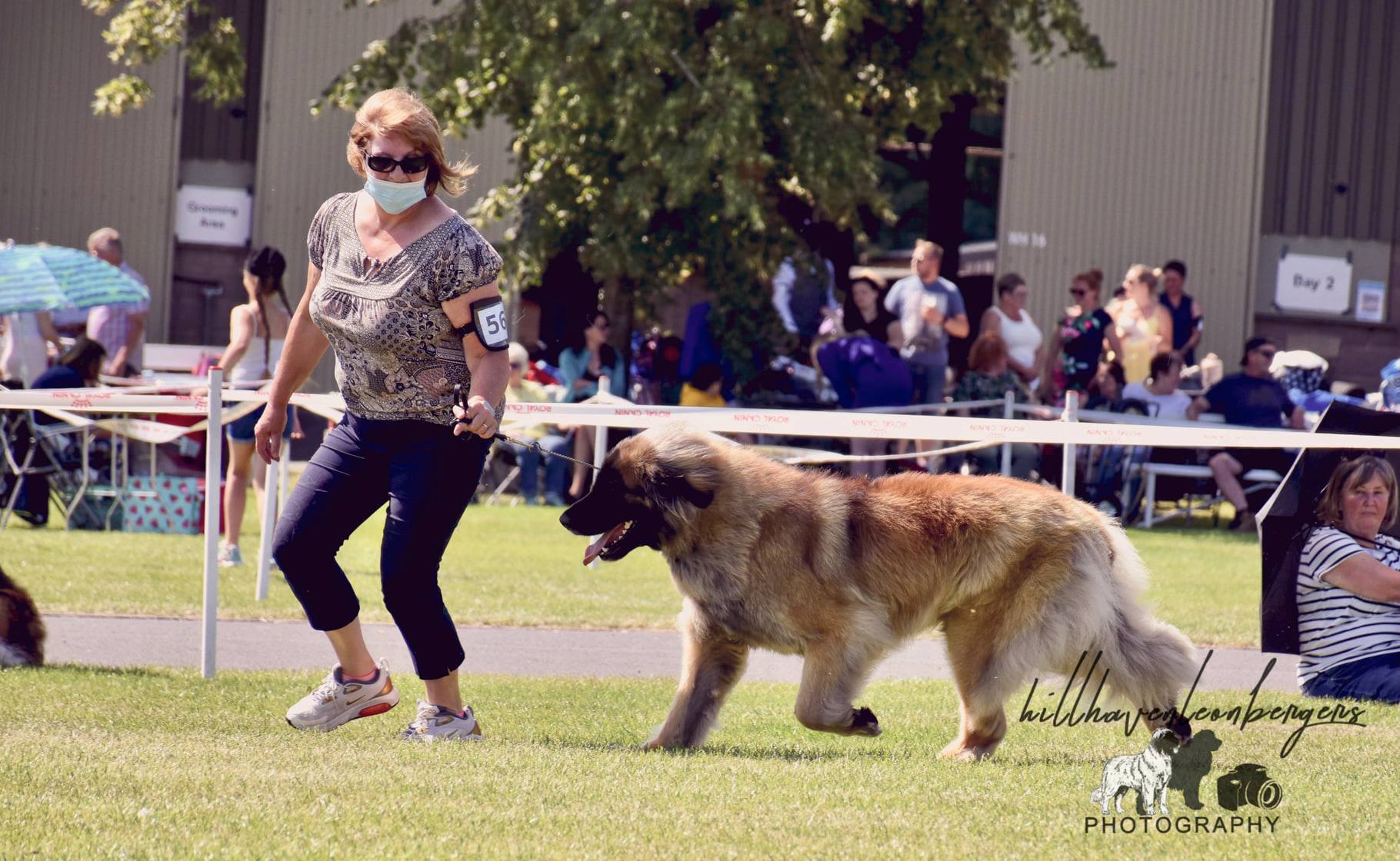 Woman walking a large dog in a grassy show ring, with spectators behind a barrier.