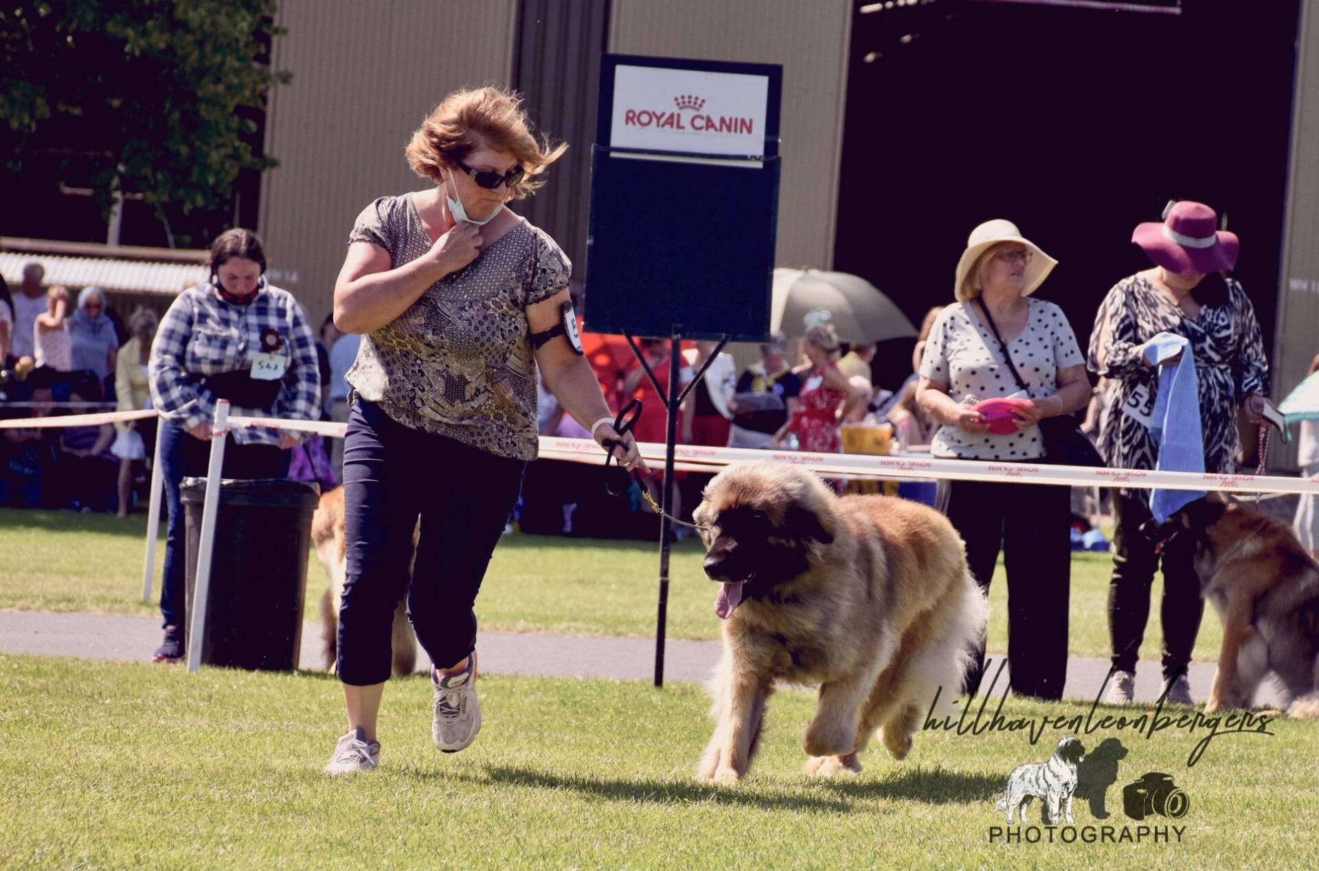 Woman running beside a large fluffy dog during an outdoor dog show.