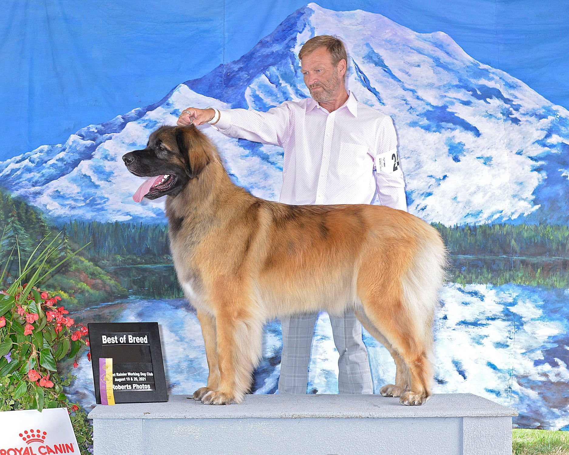Dog show winner with handler on a podium, large tan dog against mountain backdrop and award plaque.