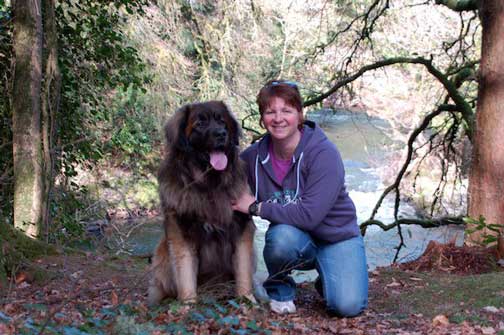Hillhavenleonbergers leonbergers
