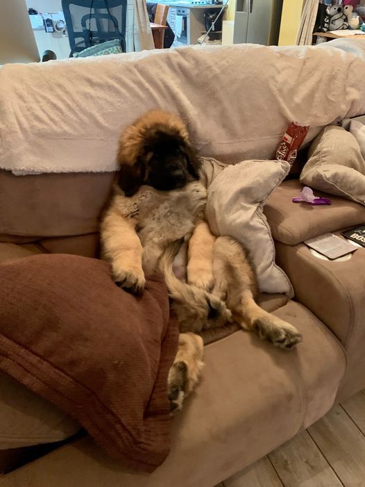 Hillhavenleonbergers leonbergers