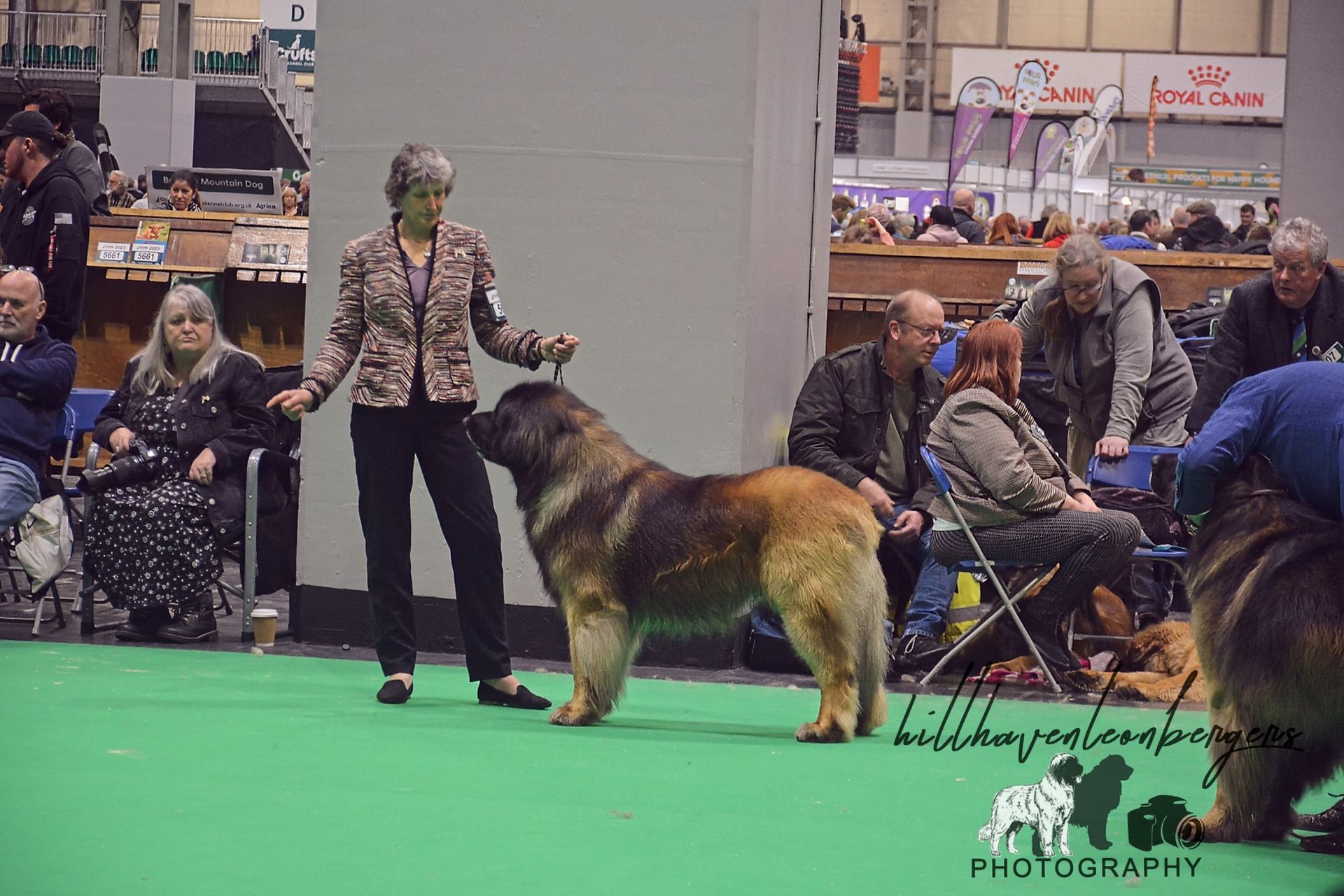 Dog show handler stands with a German Shepherd on a green floor, with spectators seated behind them.