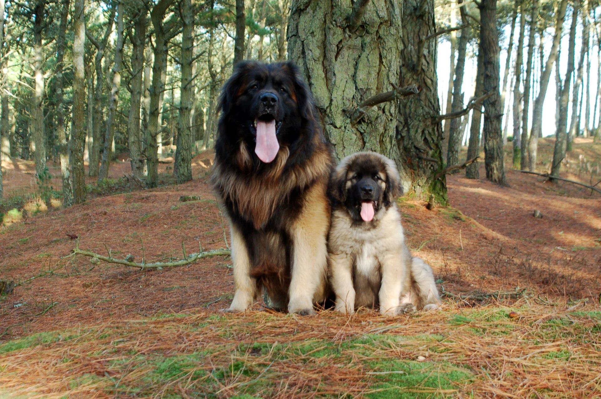Hillhavenleonbergers leonbergers