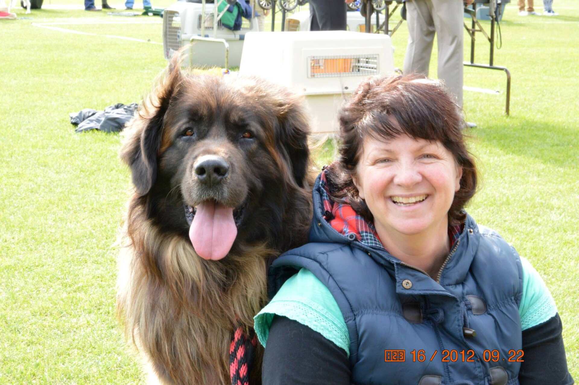 Hillhavenleonbergers leonbergers