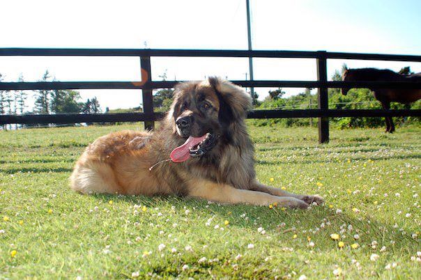 Hillhavenleonbergers leonbergers