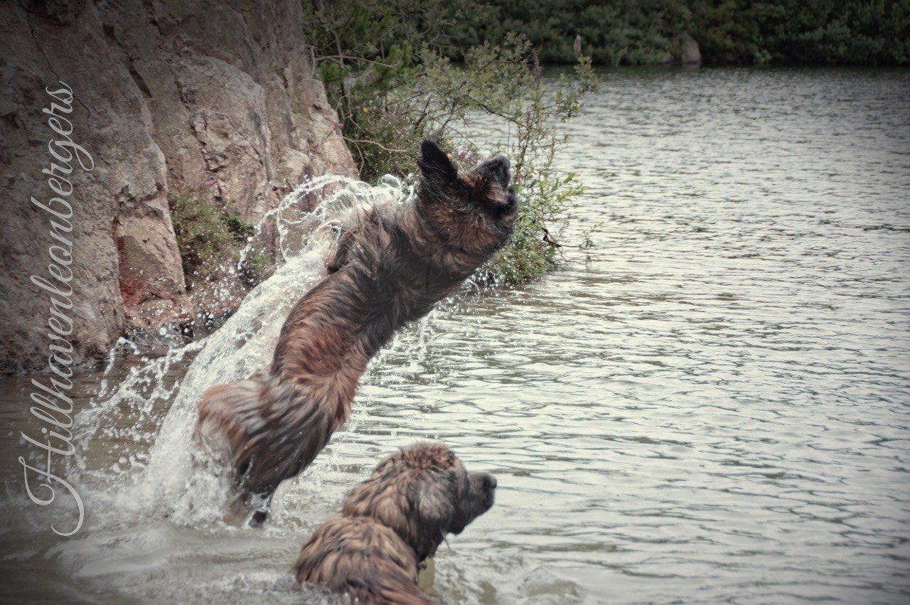 Hillhavenleonbergers leonbergers