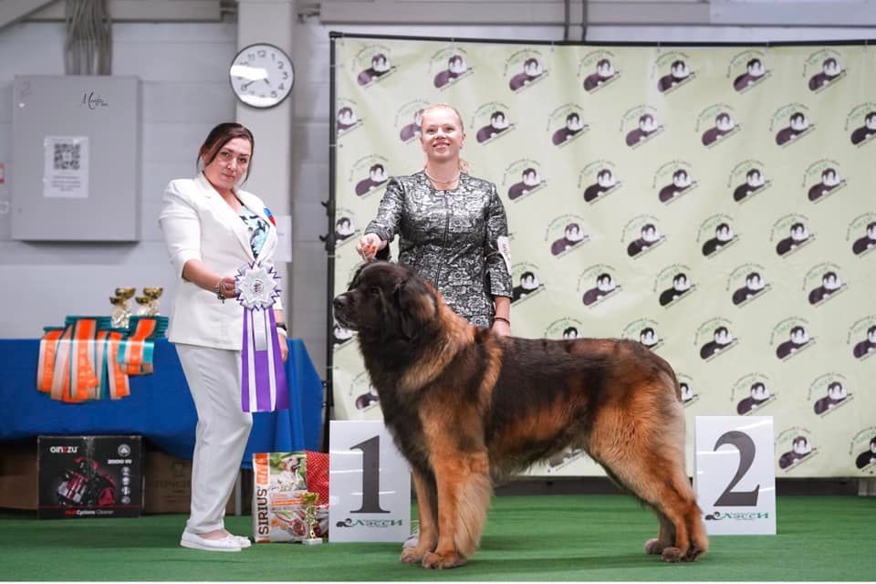 Two women stand with a large brown dog at a dog show ring, with awards and number markers behind them.
