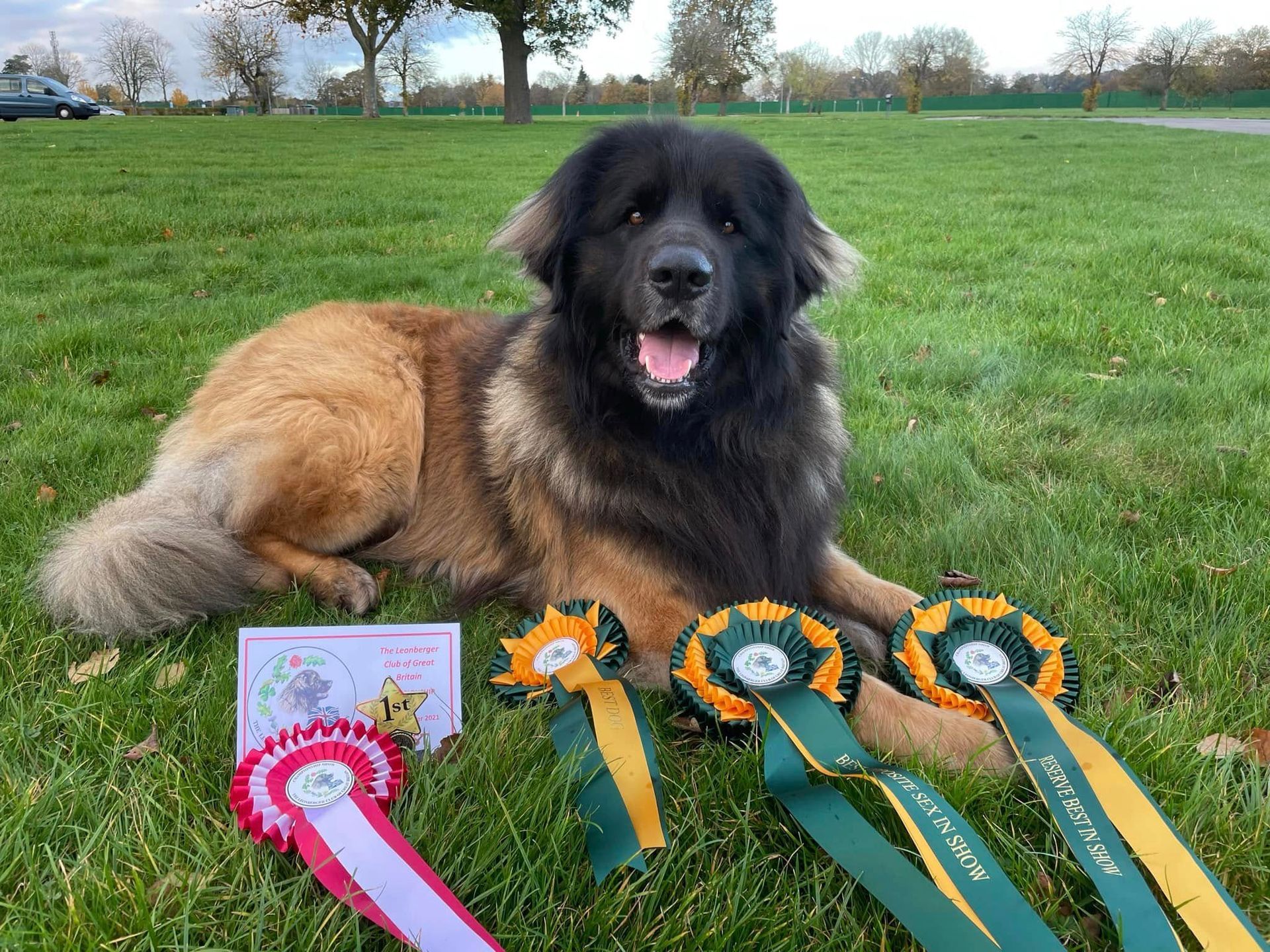 Black dog sitting on grass with three award rosettes and a ribboned certificate in a park