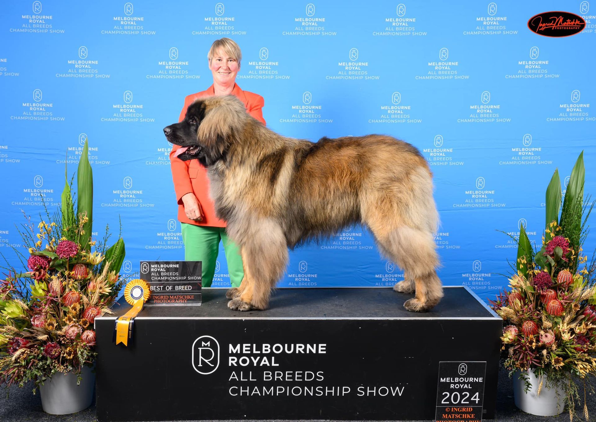 Large tan dog on a winner’s podium at a dog show, with handler and floral decorations