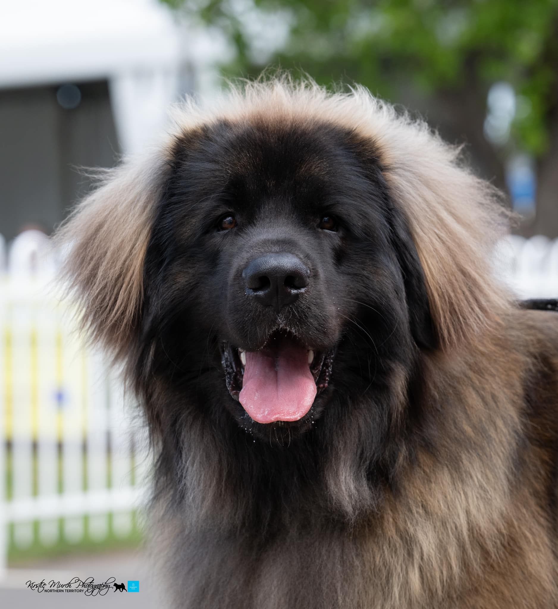 Fluffy black-and-tan dog with mouth open, standing outdoors near a white fence