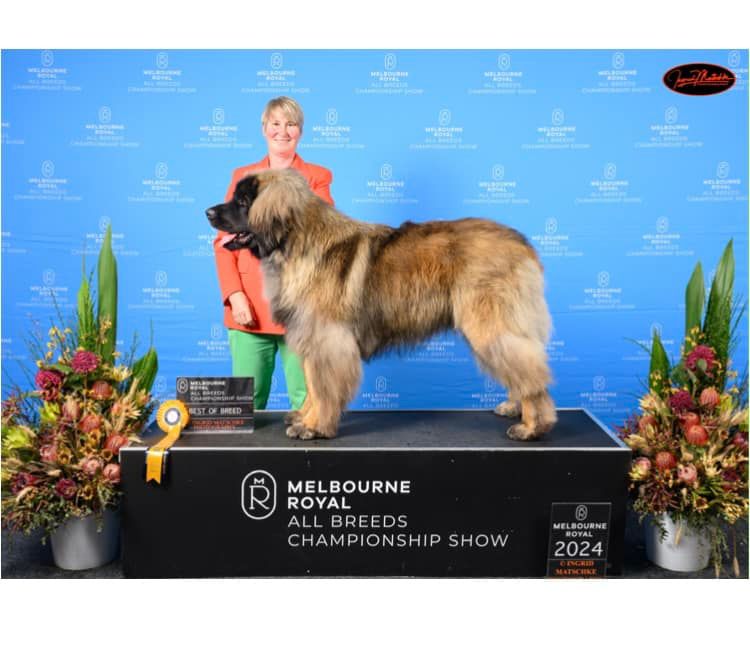 Dog show winner on a podium with handler, blue backdrop, and “Melbourne Royal All Breeds Championship Show” sign.