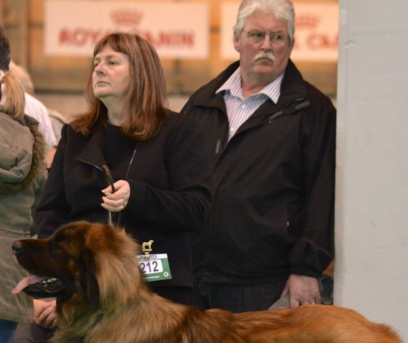Woman and man standing with a large brown dog indoors at a dog show