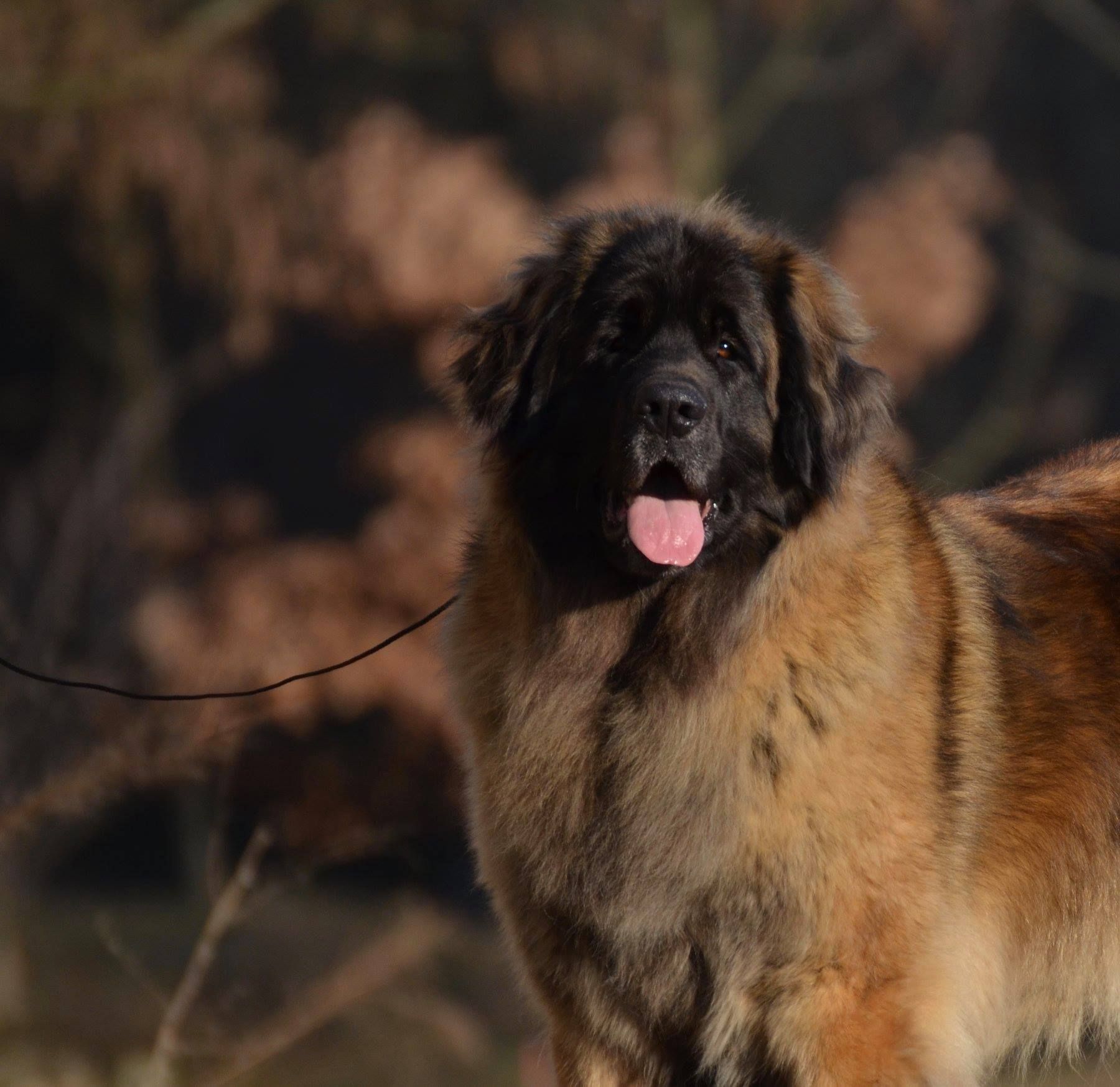Large fluffy brown dog with a black face standing outdoors, tongue out, on a leash