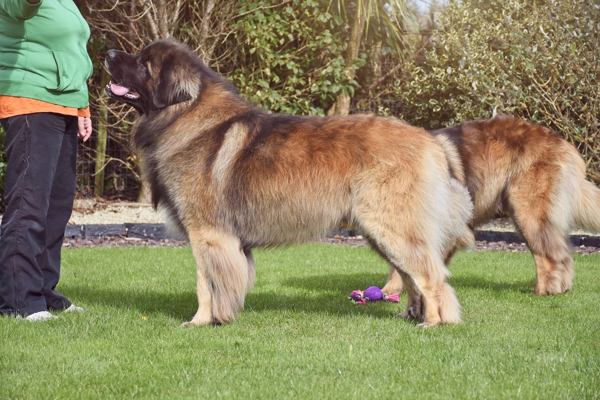Hillhavenleonbergers leonbergers