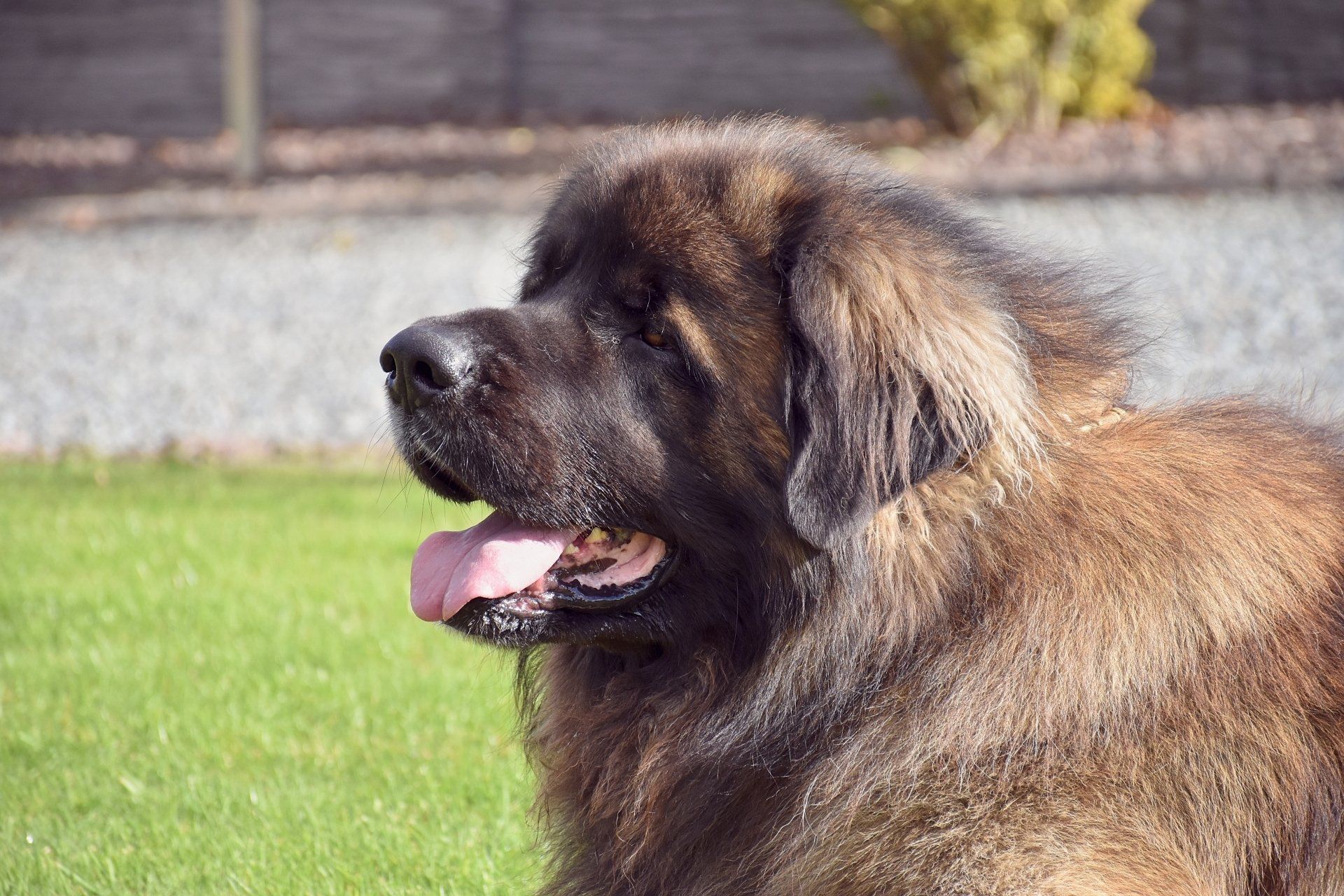 Hillhavenleonbergers leonbergers