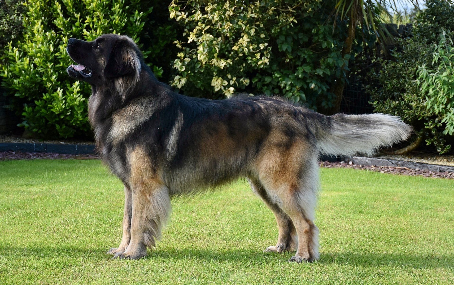 Large black-and-tan dog standing on grass in a yard, facing left.