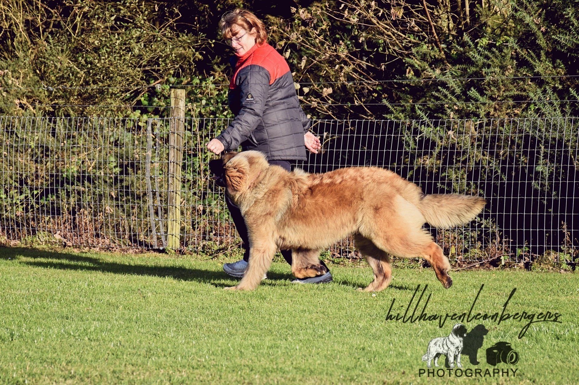 Person walking a fluffy tan dog on grass near a fence