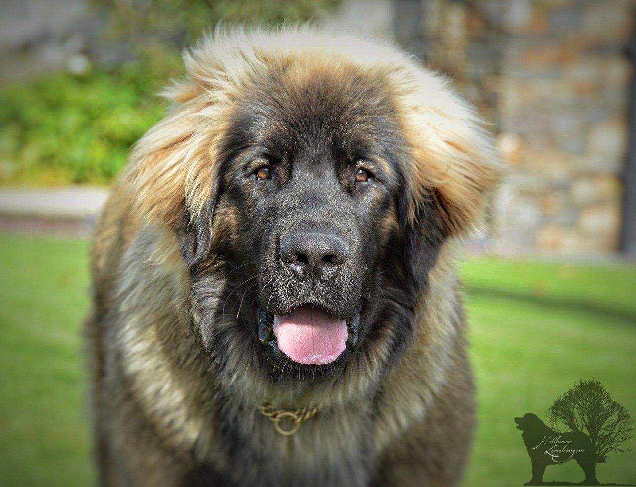 Large fluffy brown-and-black dog with tongue out, standing outdoors on grass near a stone wall.
