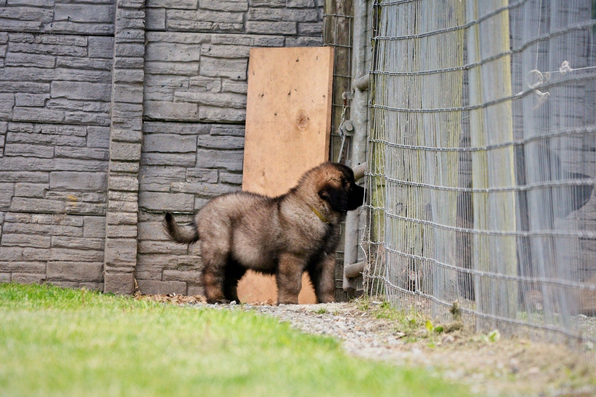 Hillhavenleonbergers leonbergers