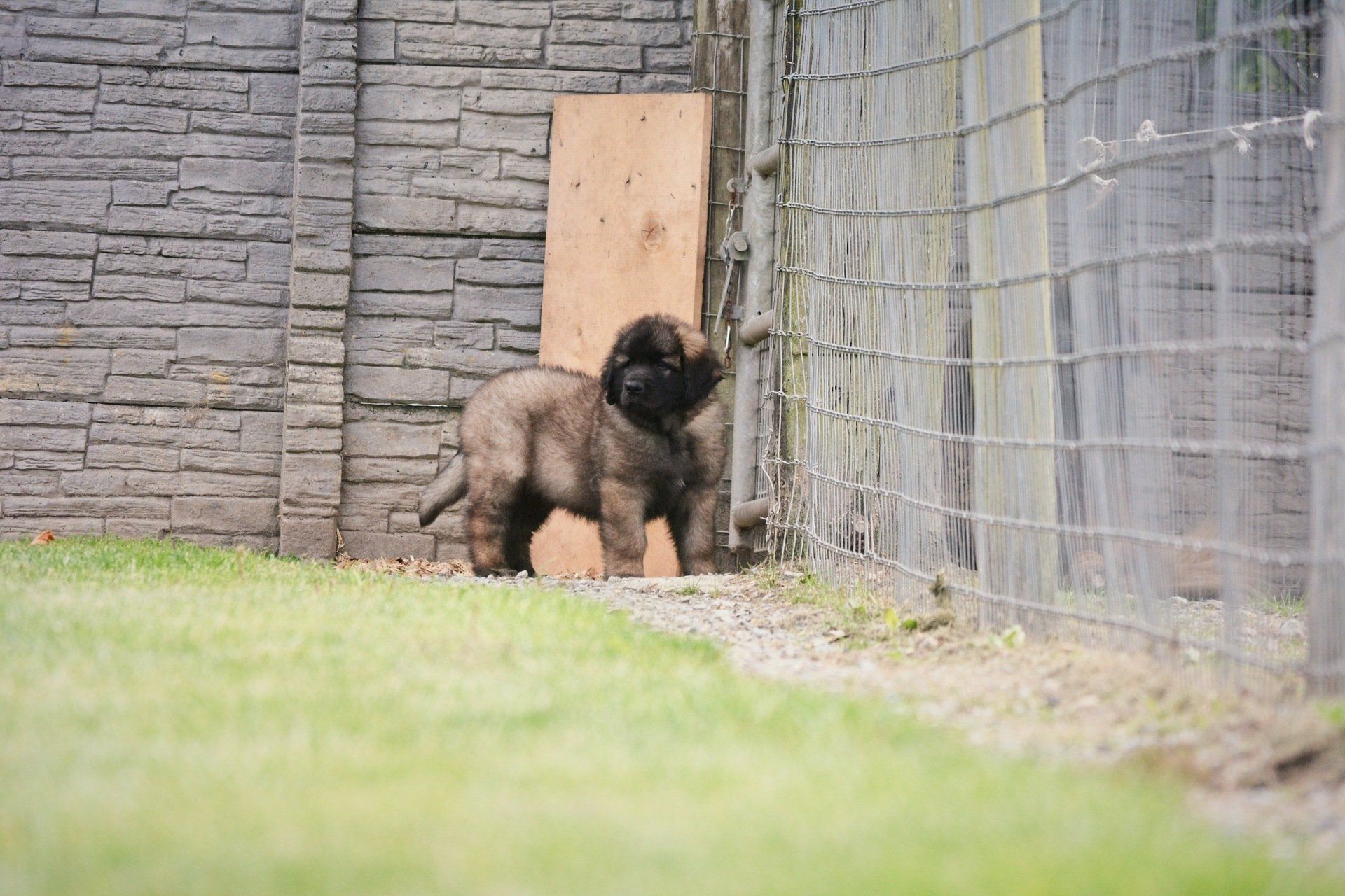 Hillhavenleonbergers leonbergers
