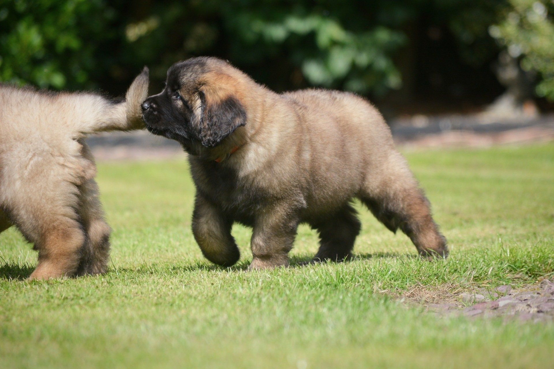 Hillhavenleonbergers leonbergers