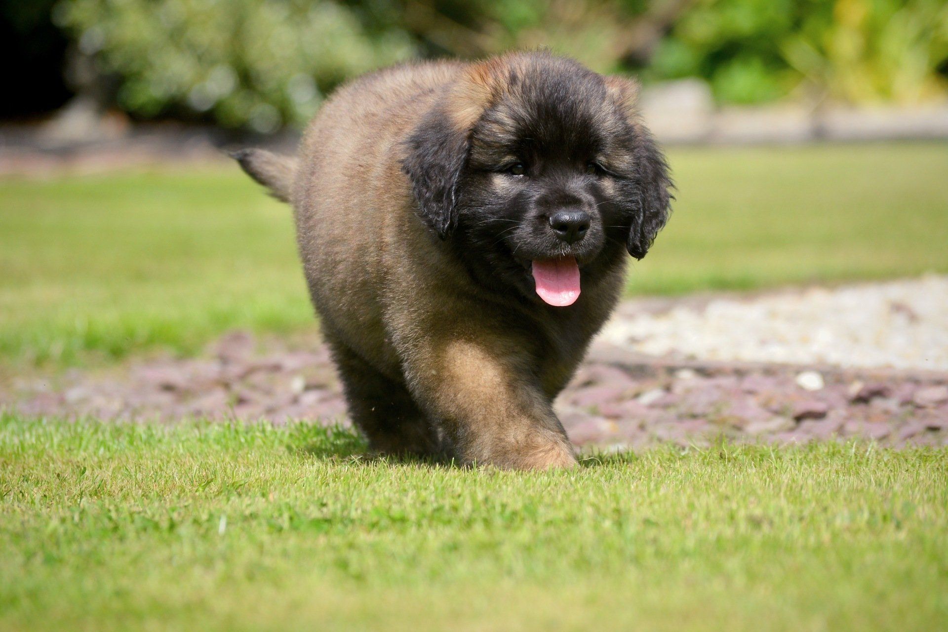 Hillhavenleonbergers leonbergers
