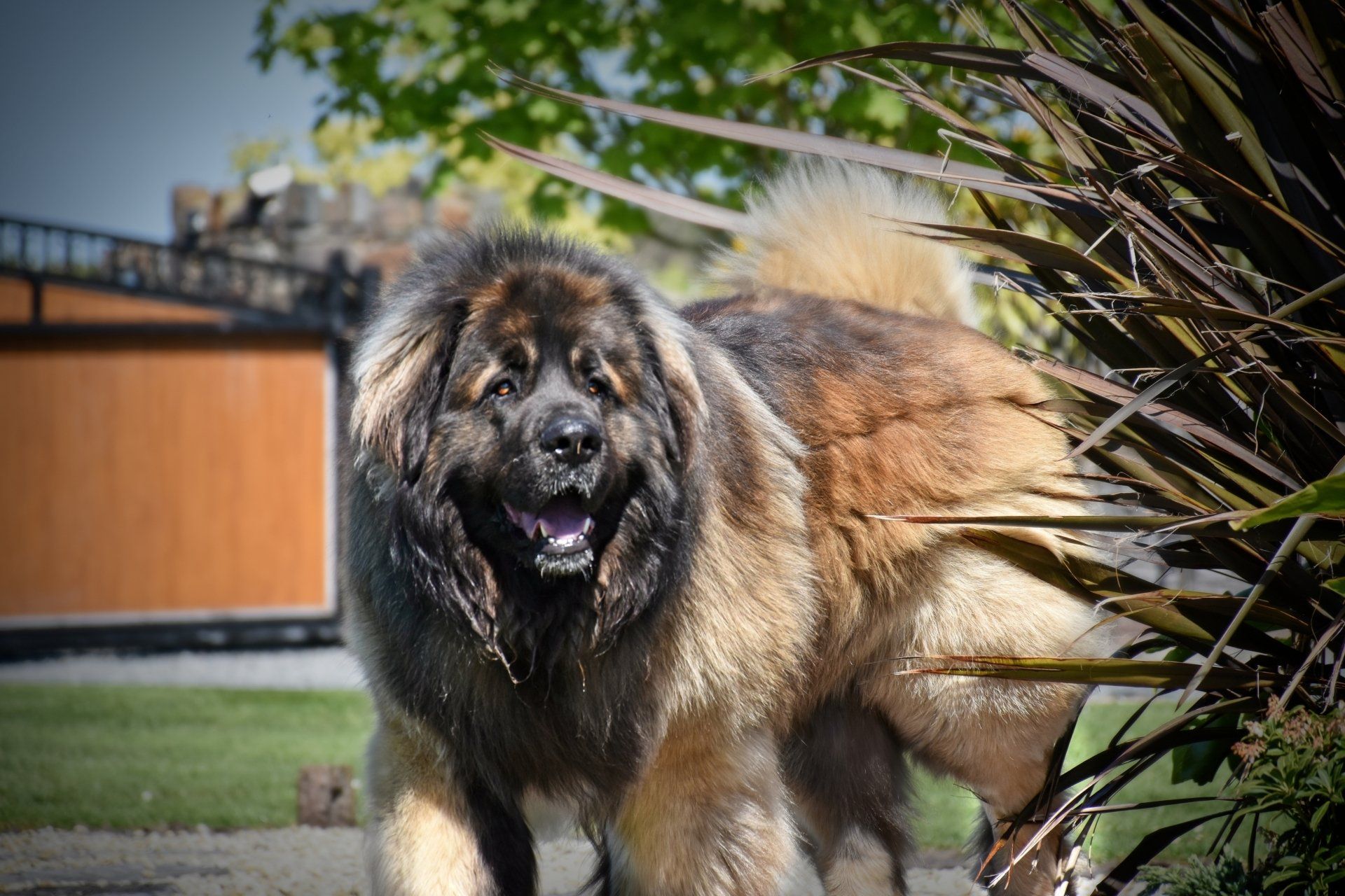 Hillhavenleonbergers leonbergers
