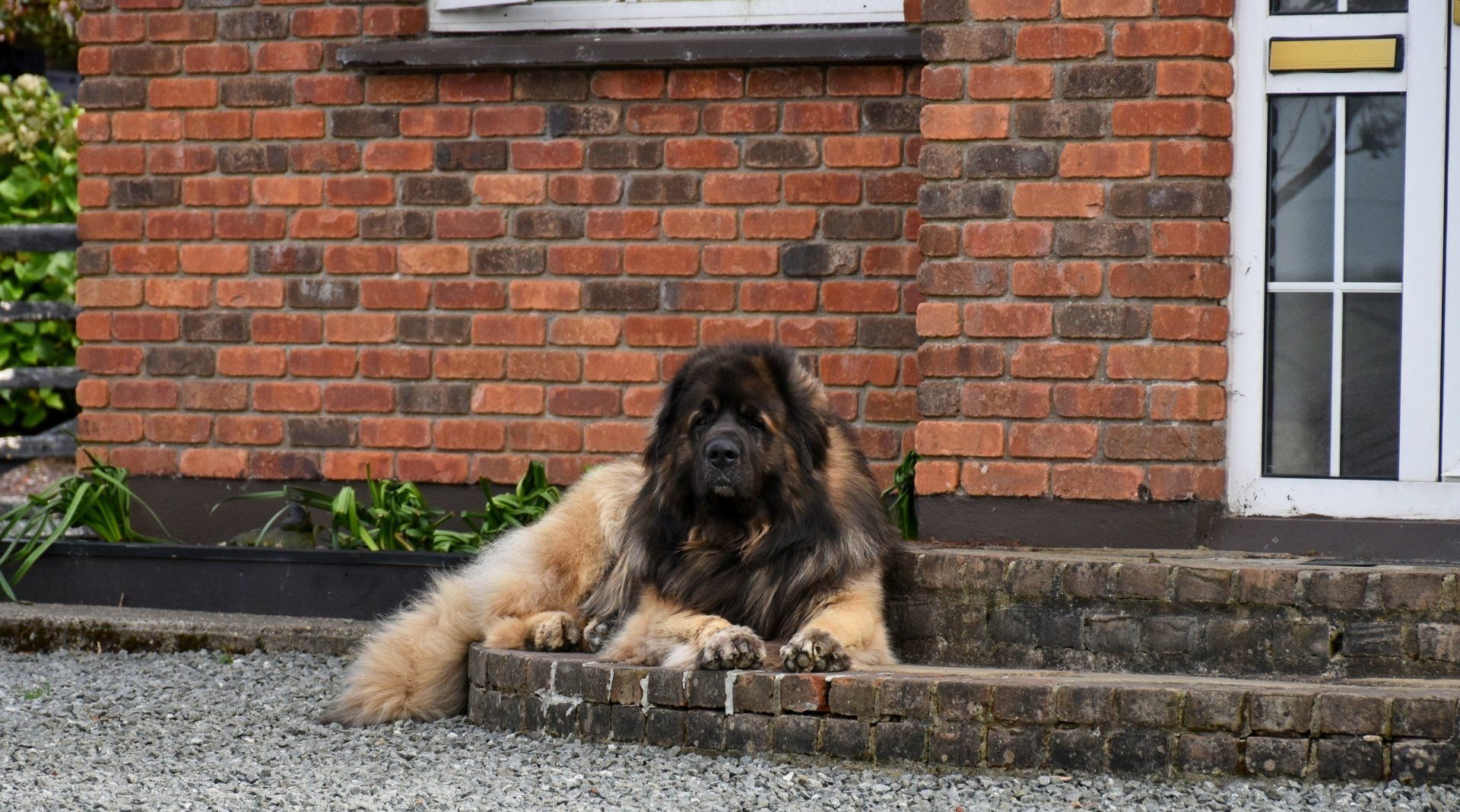 Hillhavenleonbergers leonbergers