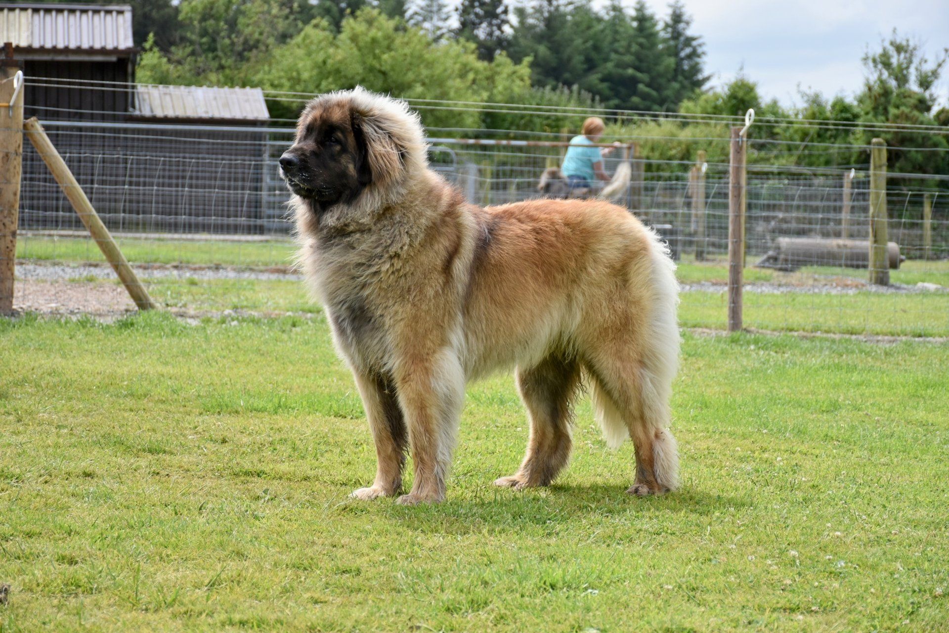 Large fluffy tan dog standing on grass in a fenced yard