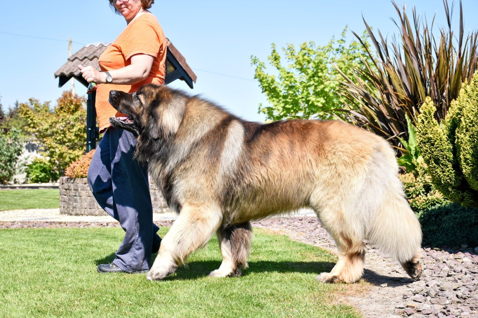 Hillhavenleonbergers leonbergers