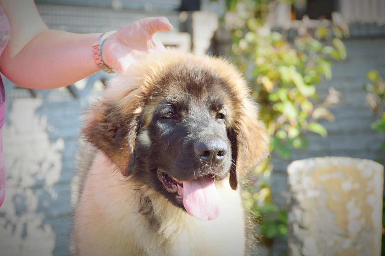 Fluffy brown-and-white puppy being held outdoors, panting with tongue out.