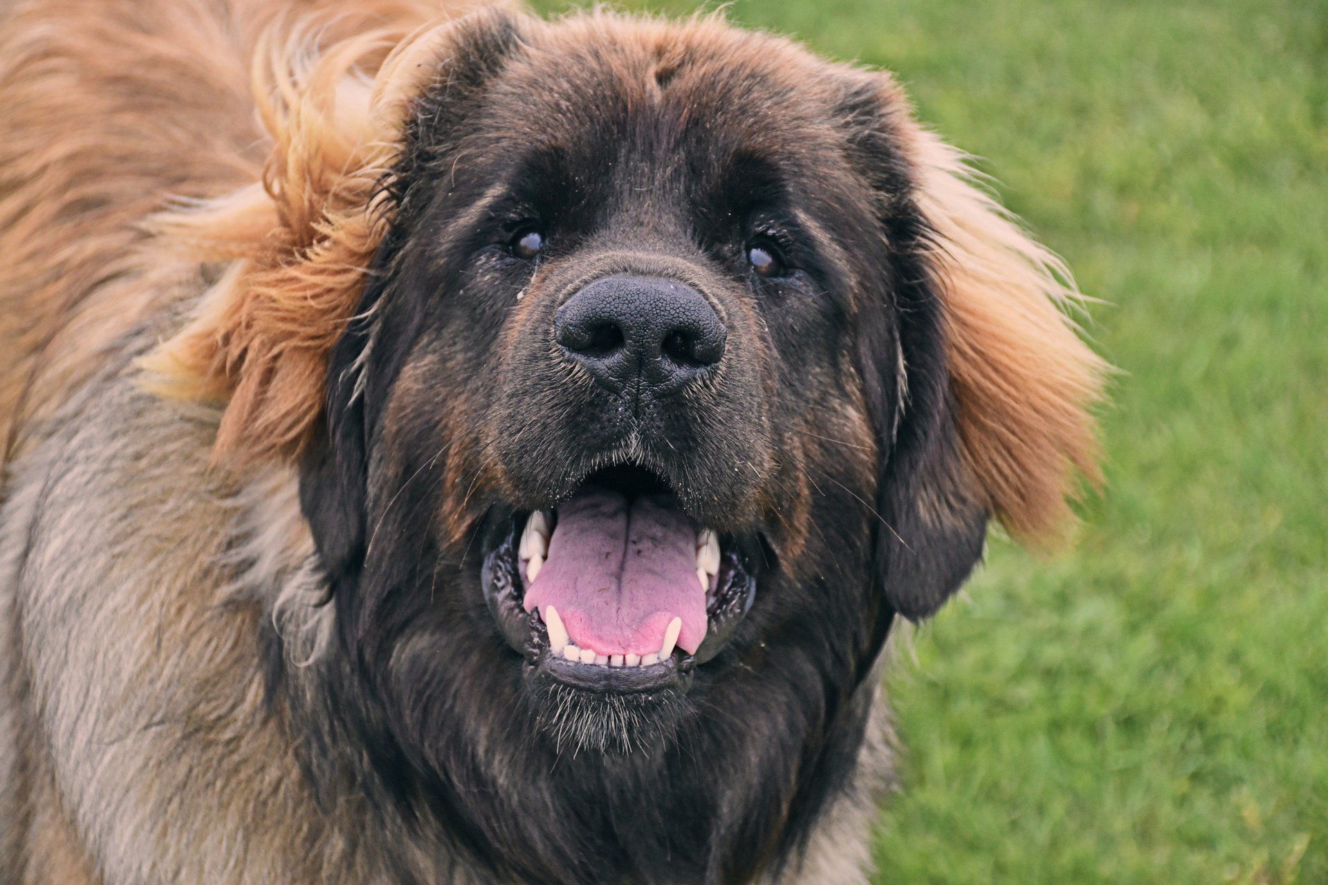 Black and tan fluffy dog panting on grass with mouth open