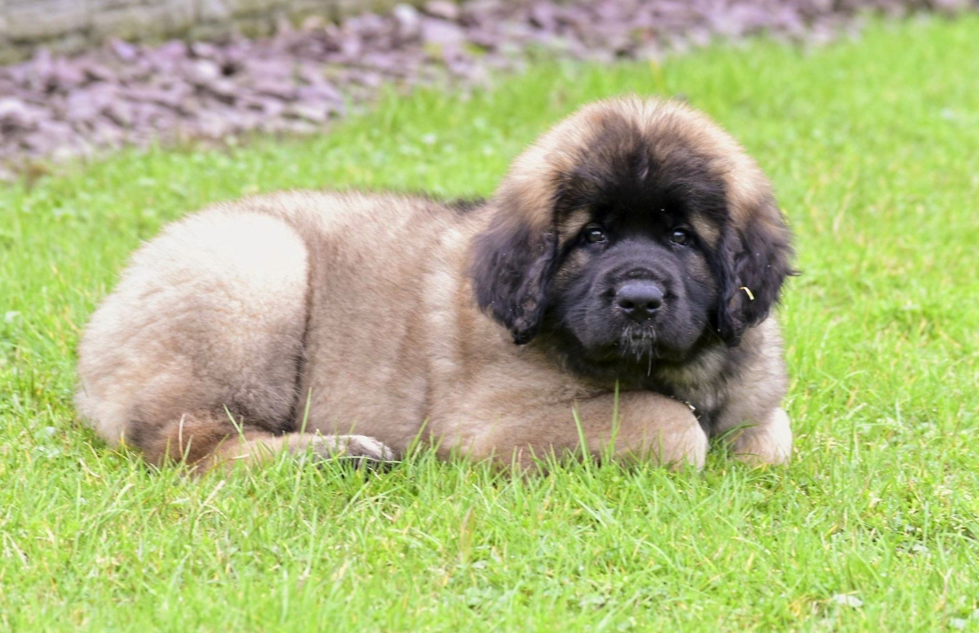 Hillhavenleonbergers leonbergers