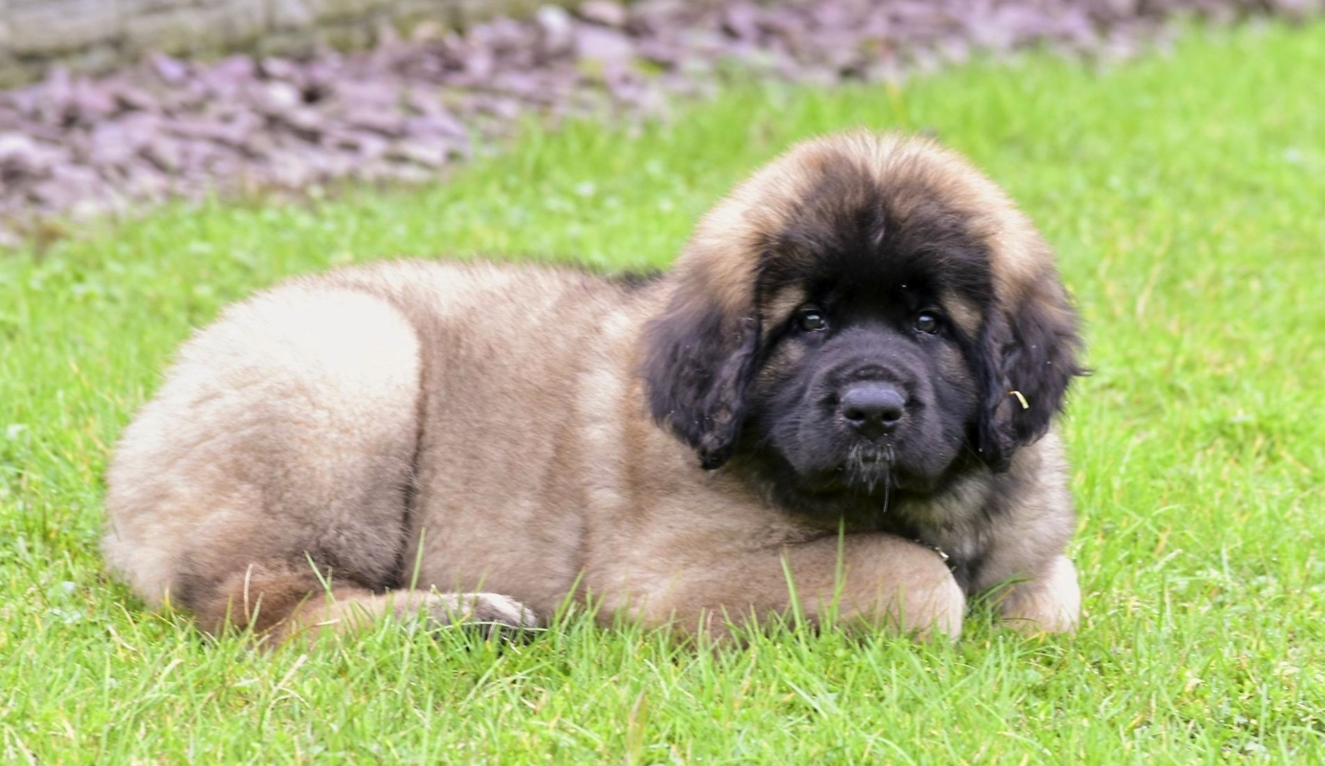 Hillhavenleonbergers leonbergers