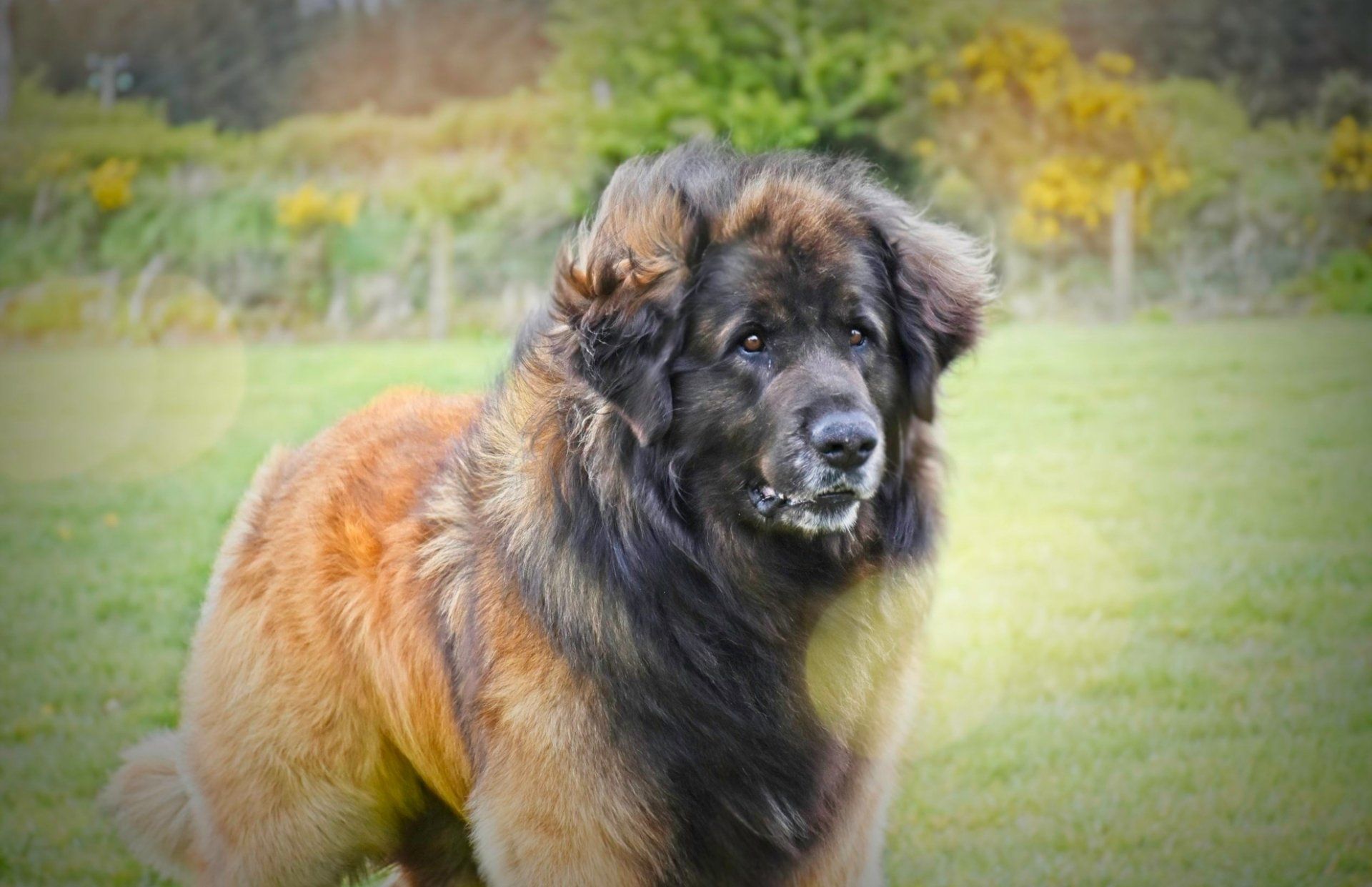 Large fluffy dog with a dark face and tan coat standing on grass in a blurred park-like field.
