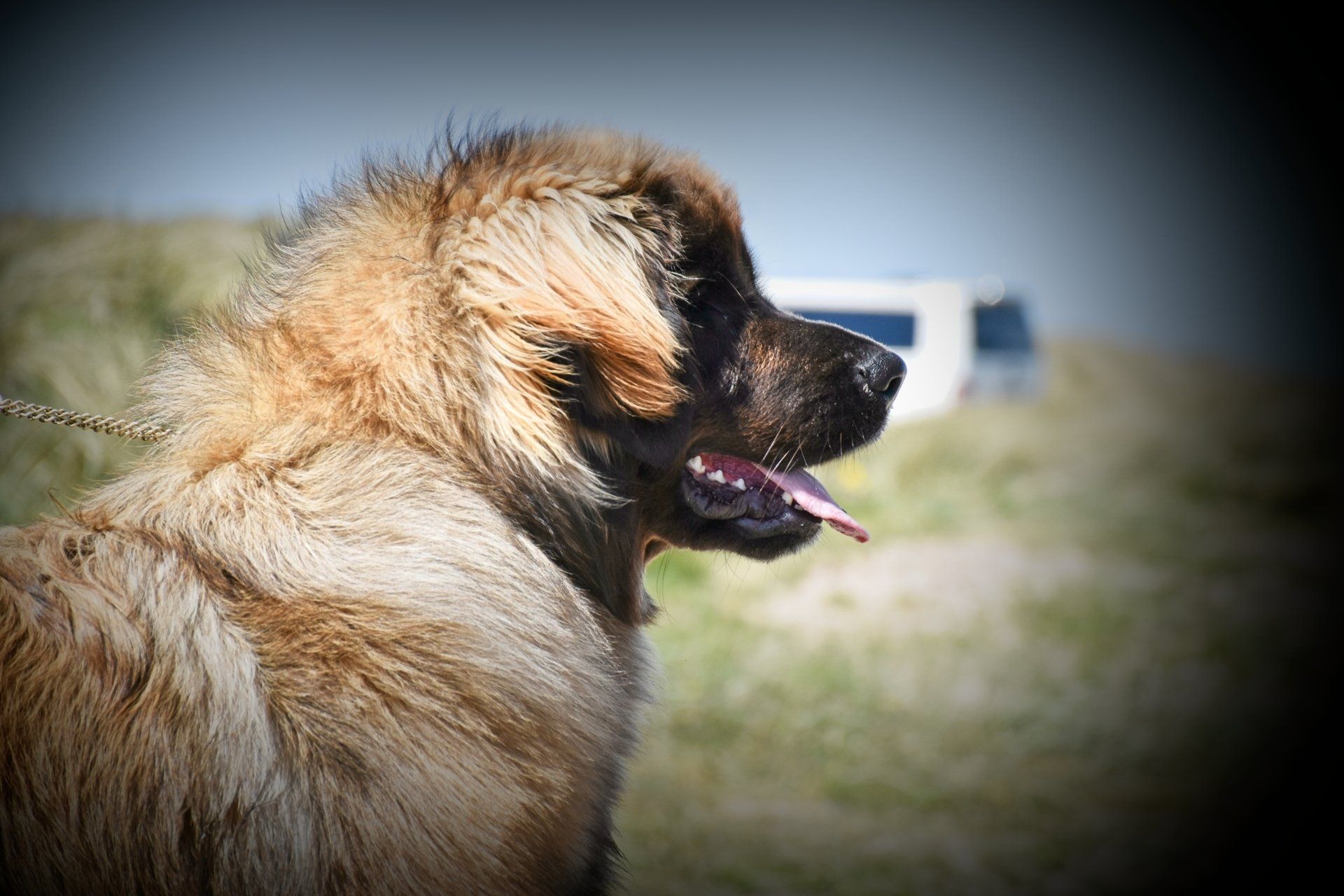 Fluffy brown dog in profile, panting outdoors with a blurred grassy background