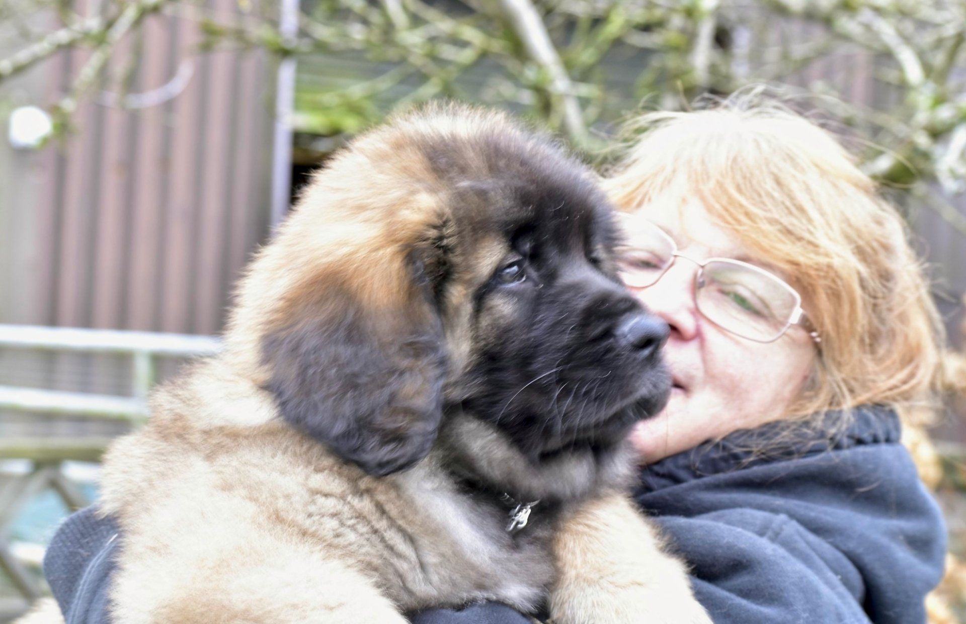 Hillhavenleonbergers leonbergers