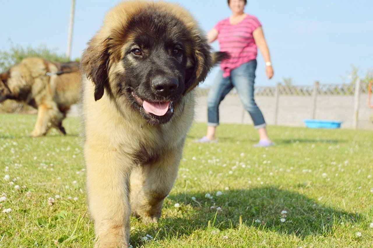 Fluffy tan dog with dark face running toward camera in a grassy park, with a person in the background