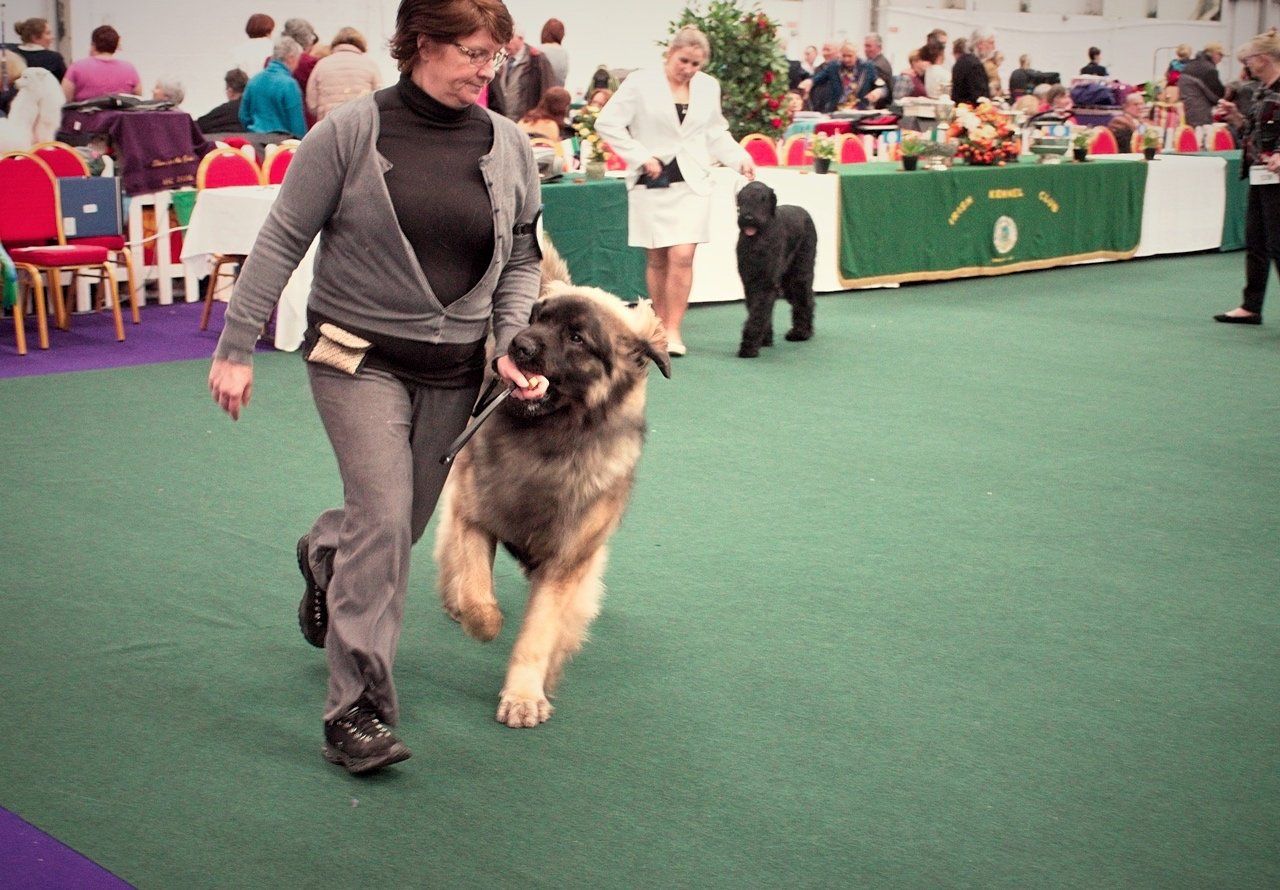 Woman guiding a large shaggy dog on a leash in an indoor dog show ring